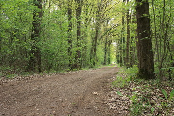 Der sandige Waldweg