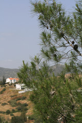 Pine tree in the mountains