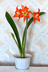 Indoor flower in a pot giperstrum. Selective focus.