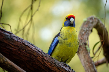 Green rosella sitting Platycercus caledonicus on a branch with yellow-green background, Tasmania, Australia