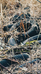 Tires in the forest