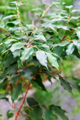 houseplant in pot. indoor tropical plant. concept vitality, growth and new life. for decor and design.