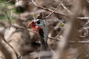 Gallina de Guinea