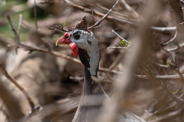 Gallina de Guinea