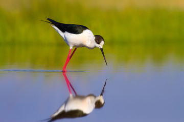 Cute bird and nature. Colorful nature background. Bird: Black winged Stilt
