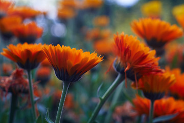 Calendula officinalis or Pot Marigold int the garden