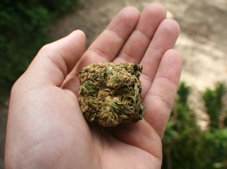 Marijuana Bud In Palm Of Hand Close Up 