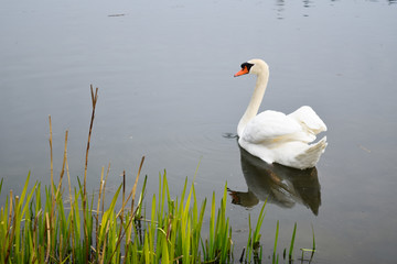 Swan on the Lake