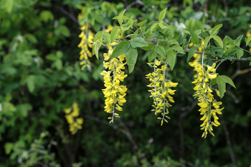 Beautiful spring yellow acacia tree, branch blossoms against blurred background