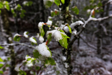Winter is back in late April, near town Bernau, Black Forest, Germany