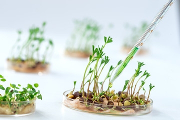 Lab assistant adding pesticides to sprouted grains to accelerate development.Genetically modified plant tested in petri dish. - obrazy, fototapety, plakaty