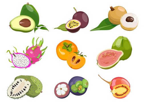 Set of colored, with juicy exotic fruits on white background. Vector illustration