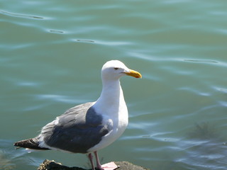 Seagull