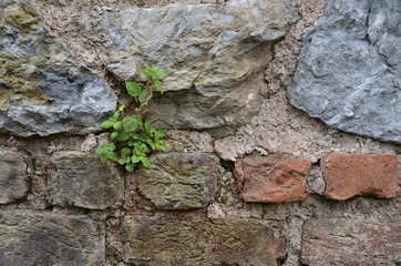 plant on stone wall