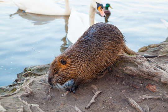 coypu and swan in wild nature