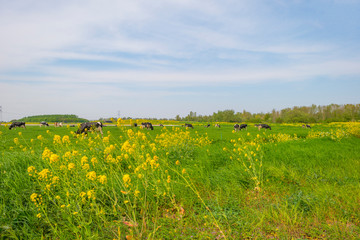 Fototapeta na wymiar Cows in a green meadow along a road in sunlight in spring