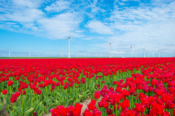 Field with flowers along wind turbines below a blue sky in sunlight in spring