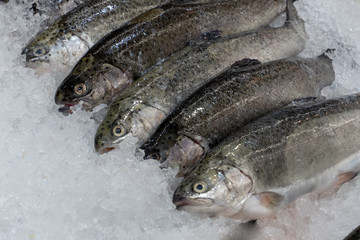 Five chilled carcasses of raw trout fish on ice in the store. Shallow depth of