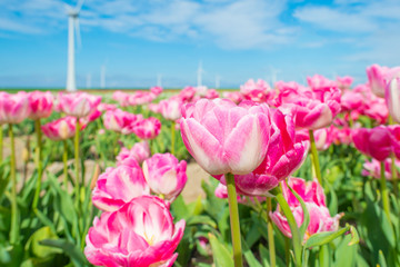 Field with flowers along wind turbines below a blue sky in sunlight in spring