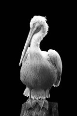 pelican sitting on trunk on black background