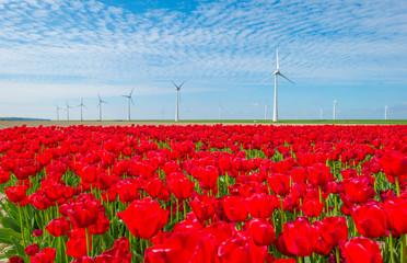 Field with flowers along wind turbines below a blue sky in sunlight in spring