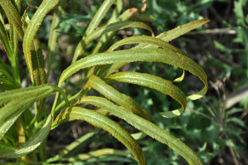 In the wild is growing Falcaria vulgaris