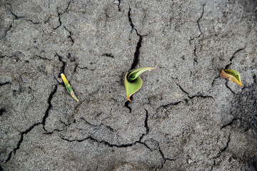 Green fading sprouts in dry cracked soil. Top view