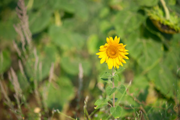 Photo depicting a scene from nature