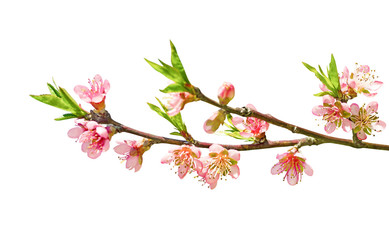 Pink flowers on sakura branch isolated on white background. Decorative floral design element