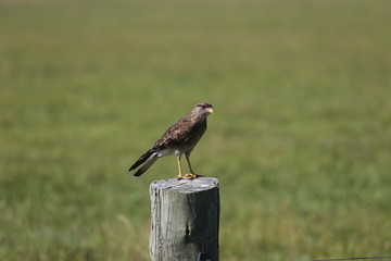 bird of prey