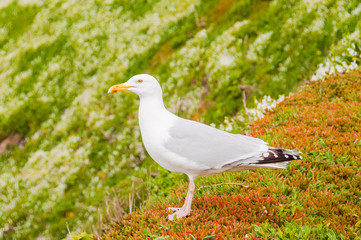 Lizard Point, Möwe, Silbermöwe, Küste, Küstenwanderweg, Meer, Cornwall, Frühling, Südengland