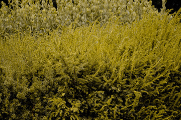  yellow coniferous shrub