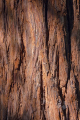 Natural background, detail of a giant sequoia trunk
