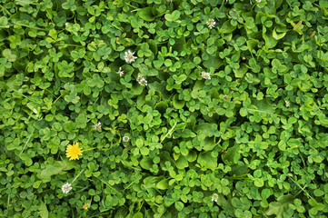 Carpet of white clover in the garden.