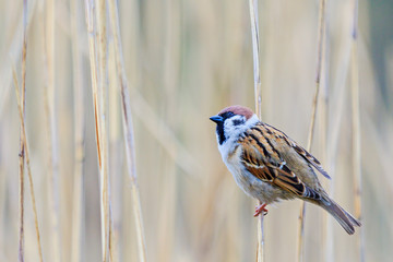 sparrow sits on a reed and looks up
