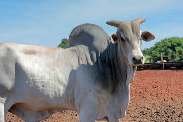 Closeup of zebu bull of the Nelore breed