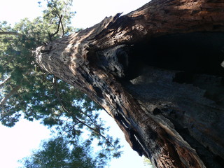 Sequoia Yosemite
