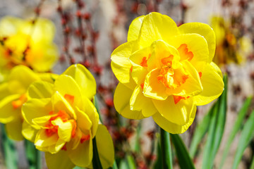 Yellow spring flowers of narcissus daffodils in garden with bright backlight sun rays