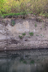 Nest of a kingfisher on a slope in the dirt.