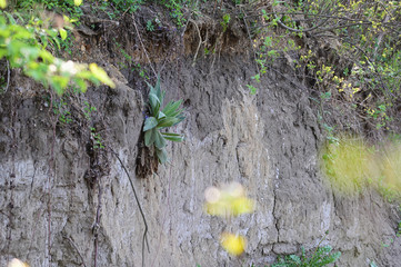 Nest of a kingfisher on a slope in the dirt.