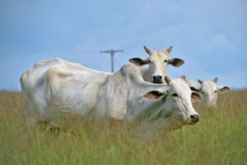 Naklejka na ściany i meble Cattle of the Nelore breed, in the pasture of high grass