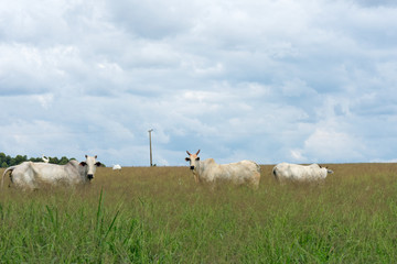 Cattle of the Nelore breed, in the pasture of high grass