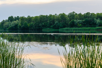 Great egret (ardea alba) on a river Dnieper
