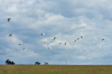 Fototapeta na wymiar Cattle egret flock, on green grass pasture