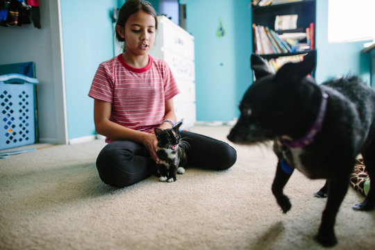 Girl holds kitten close during introduction to dog while cat hisses