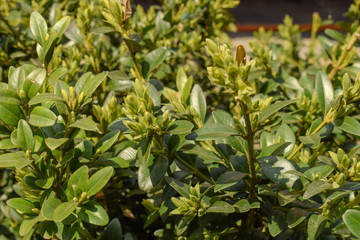 Green foliage of boxwood as texture for design.