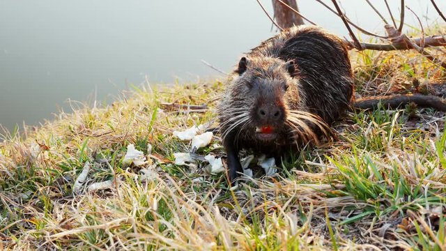 Nutria, coypu, in the wild, eats vegetables near the lake