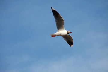 seagull in flight