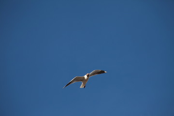 seagull in flight