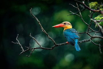 Stork-billed Kingfisher (Pelargopsis capensis) - tree kingfisher distributed in the tropical Indian subcontinent and Southeast Asia, from India to Indonesia